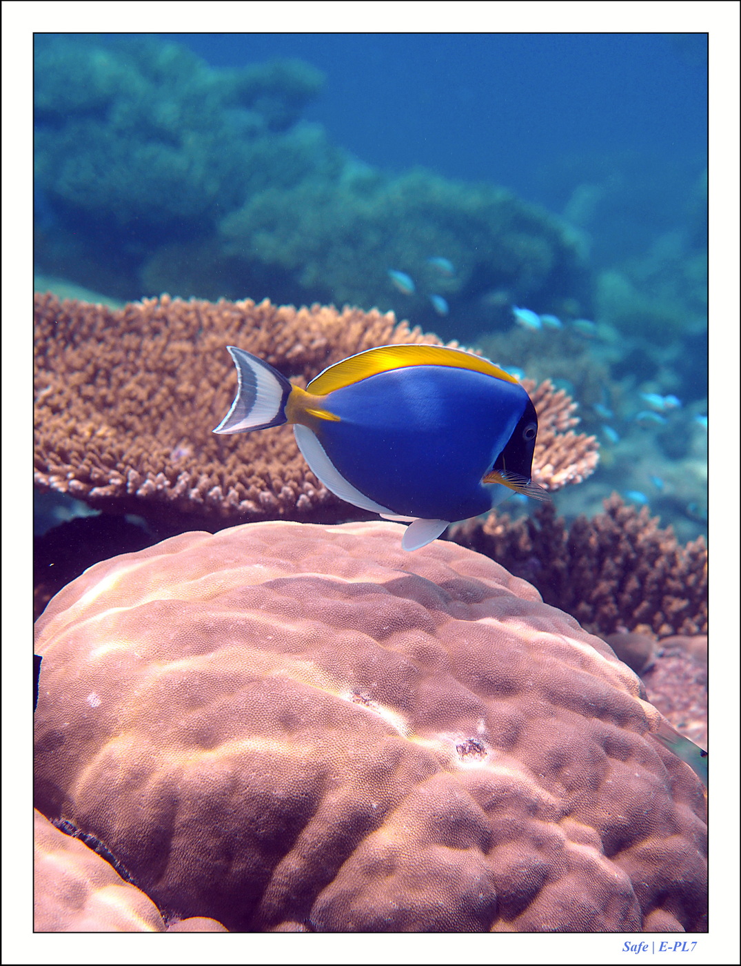 2022 - 07 - snorkeling Maldives - 025